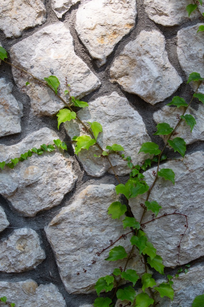 Stacked stone with ivy, Flagstaff