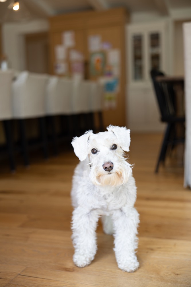 A small white dog in a kitchen