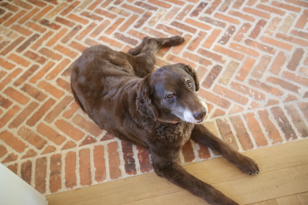 A dog lying on a herringbone brick floor